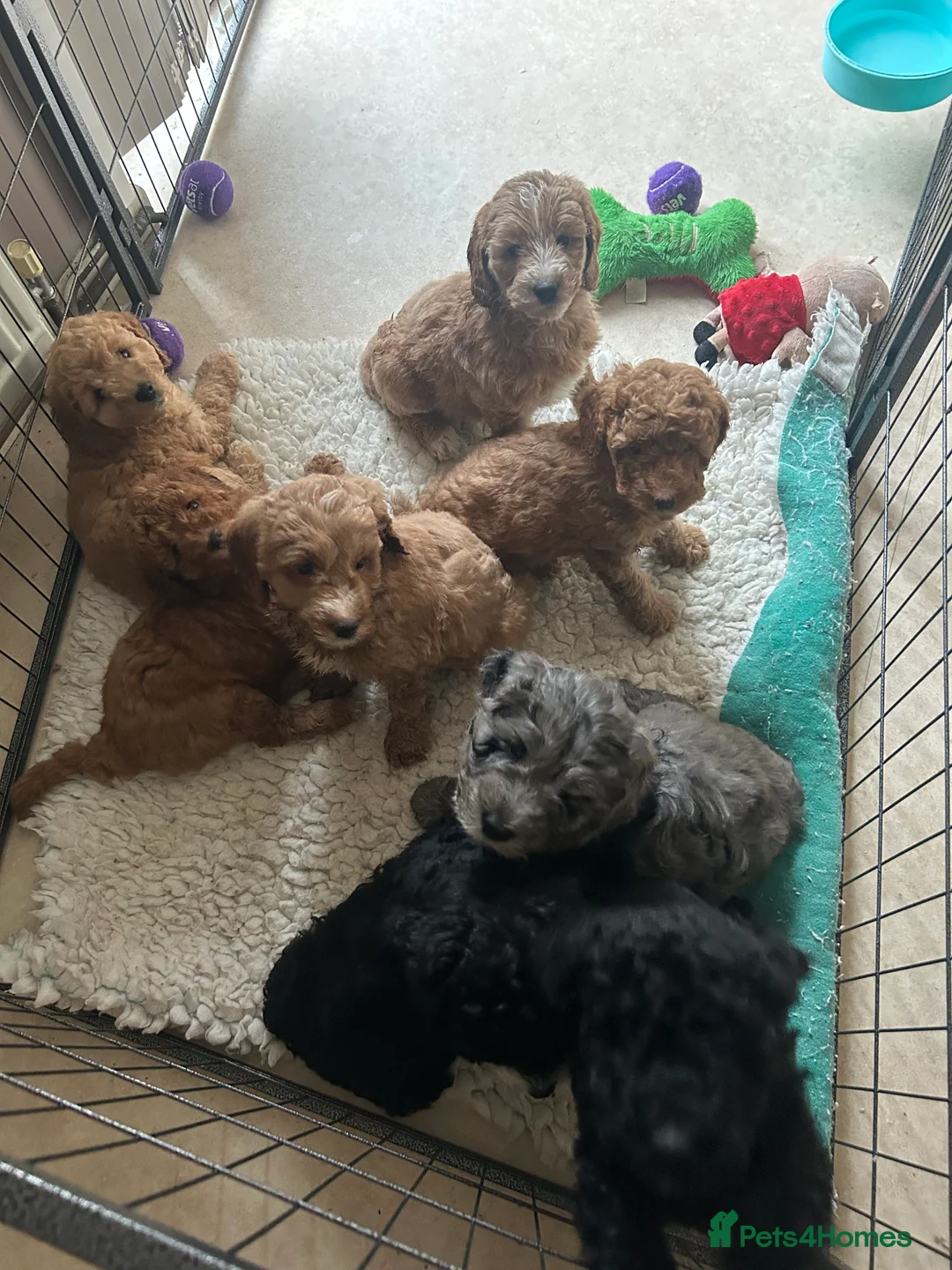 Mixed Breed dogs for sale: Australian Double doodle puppies  - Advert 21