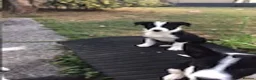 Border Collie dogs for sale: 5 Border Collie Puppies - Advert 5