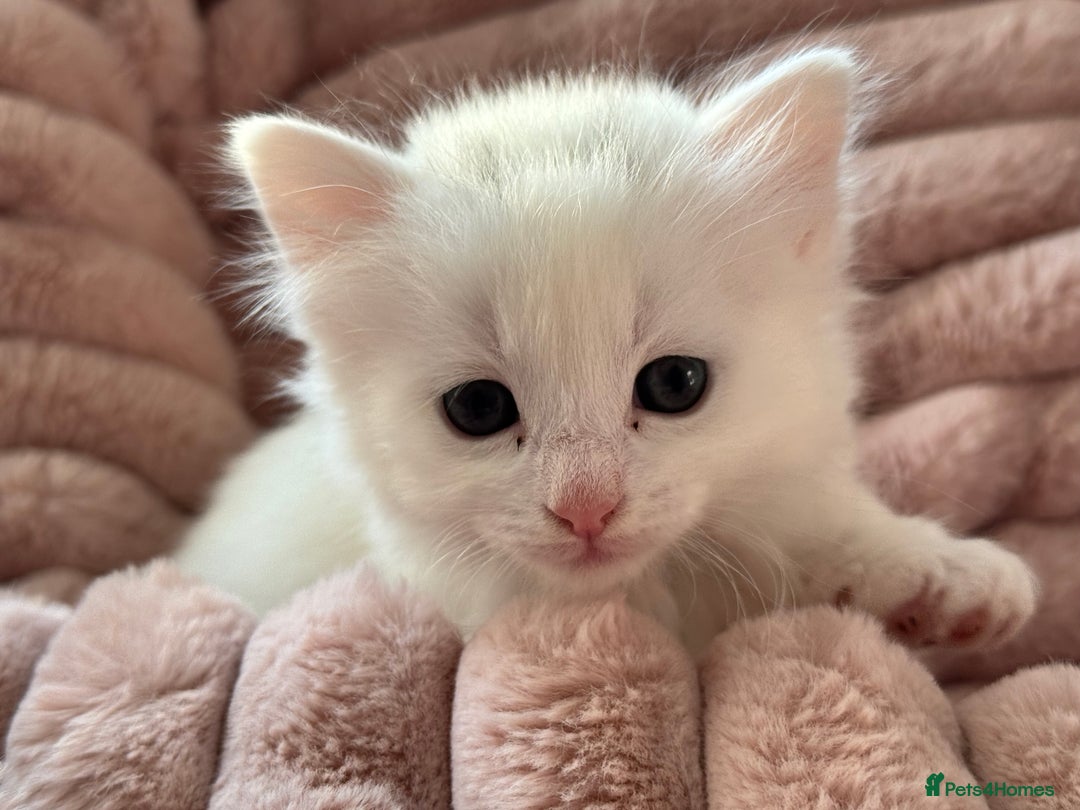 Mixed Breed cats for sale: adorable, cuddly kittens ready to go this weekend - Advert 4