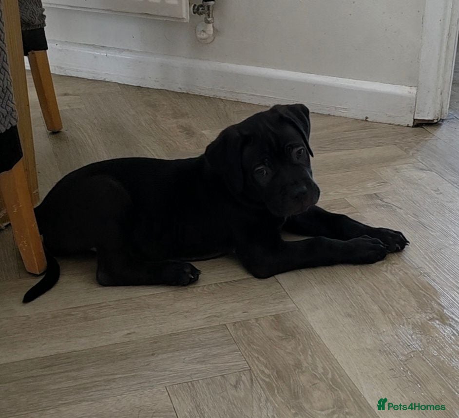 Cane Corso dogs READY FOR HOMES - Cane Corso Puppies  - Advert 2