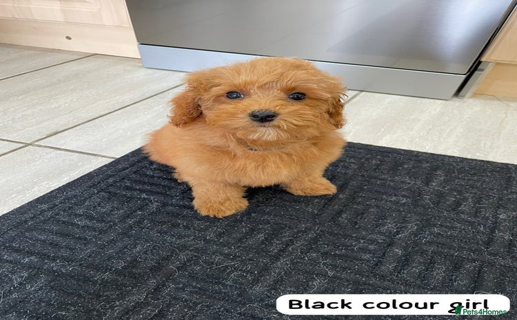 Cavapoochon dogs - Advert 1