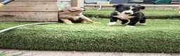 Mixed Breed dogs for sale: Collie bull greyhound  - Advert 6