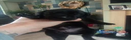 Mixed Breed dogs for sale: Pointador pups - Advert 9