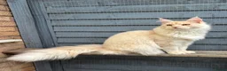 Maine Coon cats for stud: STUNNING Cream Silver TICA Maine Coon stud 🌟  in Derby - Advert 3
