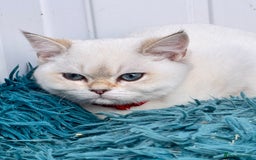 British Shorthair cats for sale: Beautiful Blue Gold & Choc Gold Colourpoint boys - Image 17