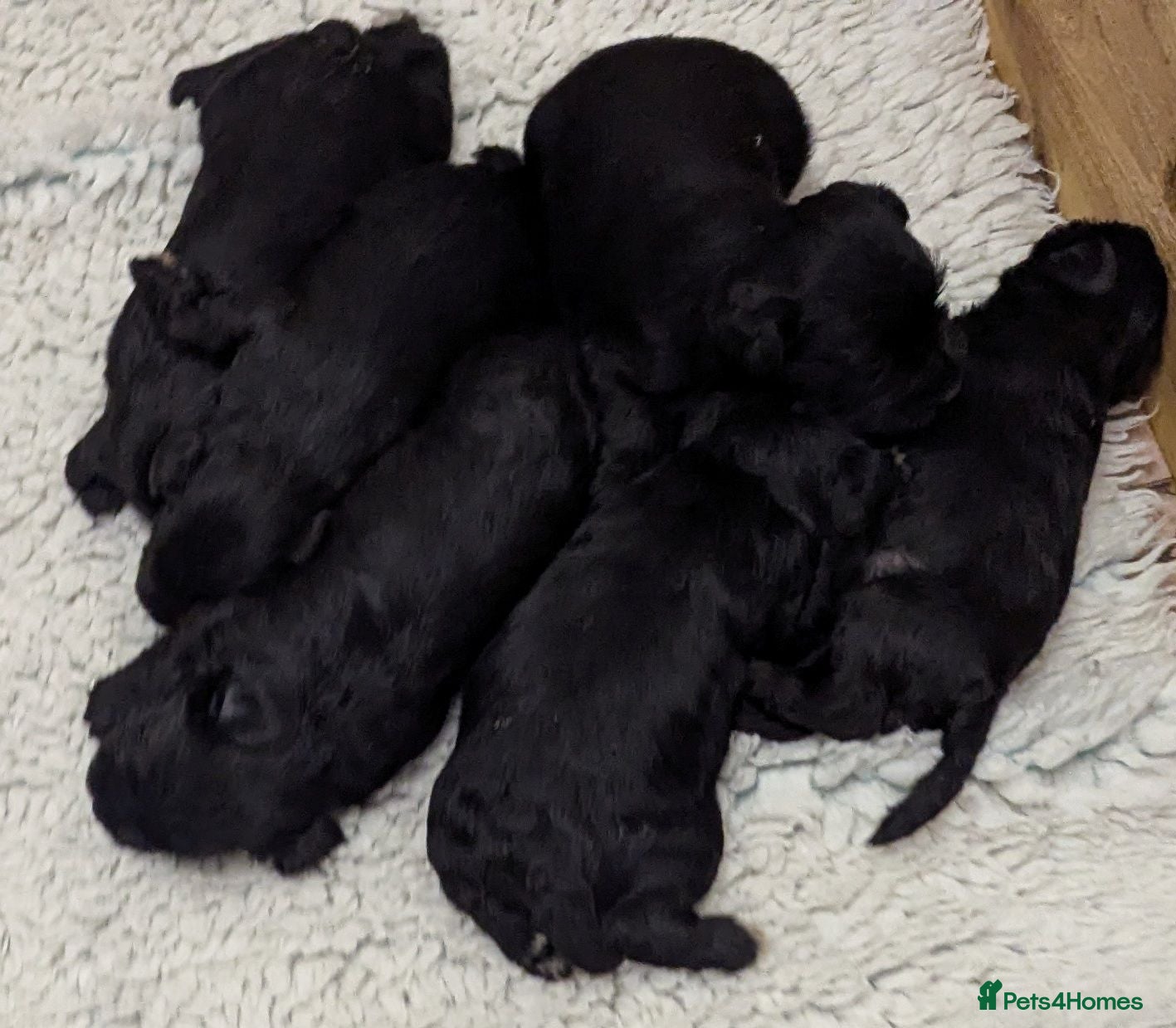 Miniature Schnauzer dogs KC reg'd,Health Tested Miniature Pups 5* Breeder - Advert 2