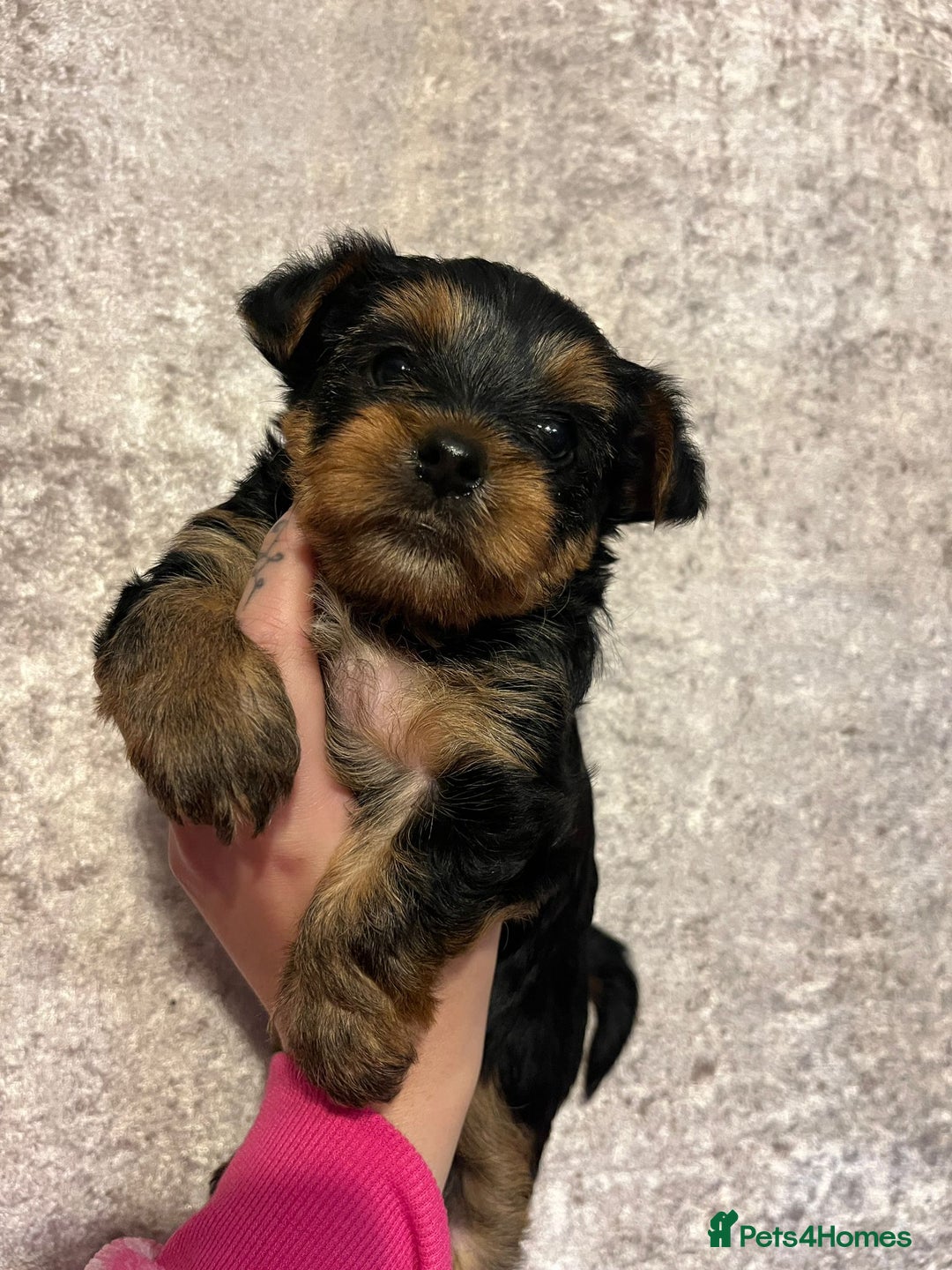 Yorkshire Terrier dogs for sale: Lovely Little Yorkshire Terrier Puppies  - Advert 5