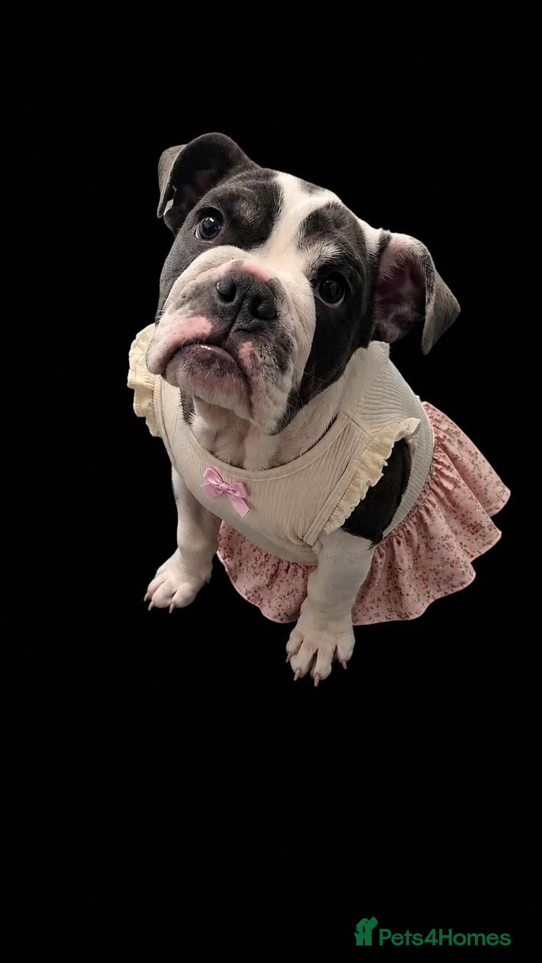 English Bulldog dogs for sale: English Bulldog puppy  - Advert 2