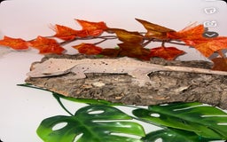 Gecko reptiles for sale: Altitude exotics confetti line female RTB - Image 2