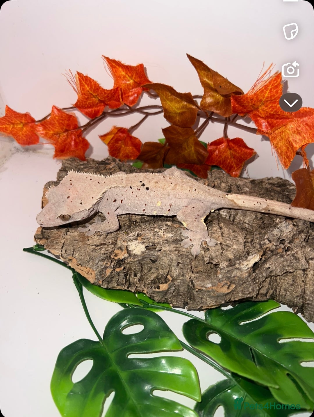 Gecko reptiles for sale: Altitude exotics confetti line female RTB - Image 2