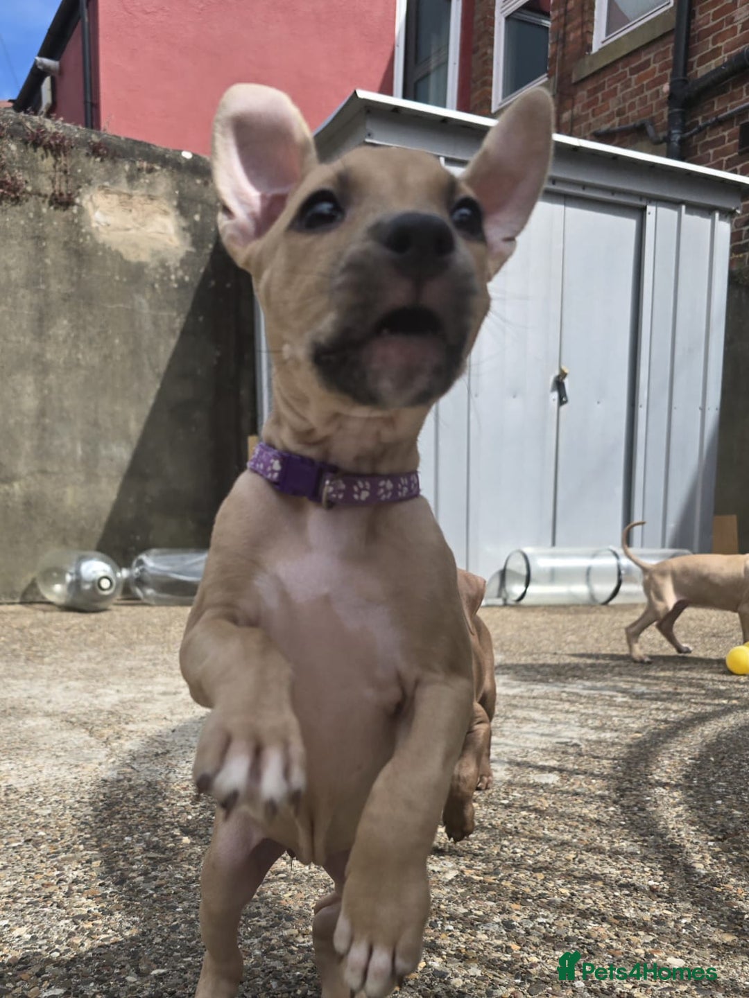 Mixed Breed dogs for sale: Staff cross pups - Image 9