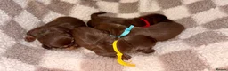 Miniature Dachshund dogs for sale: 🐾 STUNNING DNA TEST MINIATURE DACHSHUND PUPPIES  - Advert 3