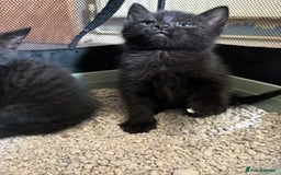 Mixed Breed cats for sale: Beautiful kittens ready for new homes now  - Image 9