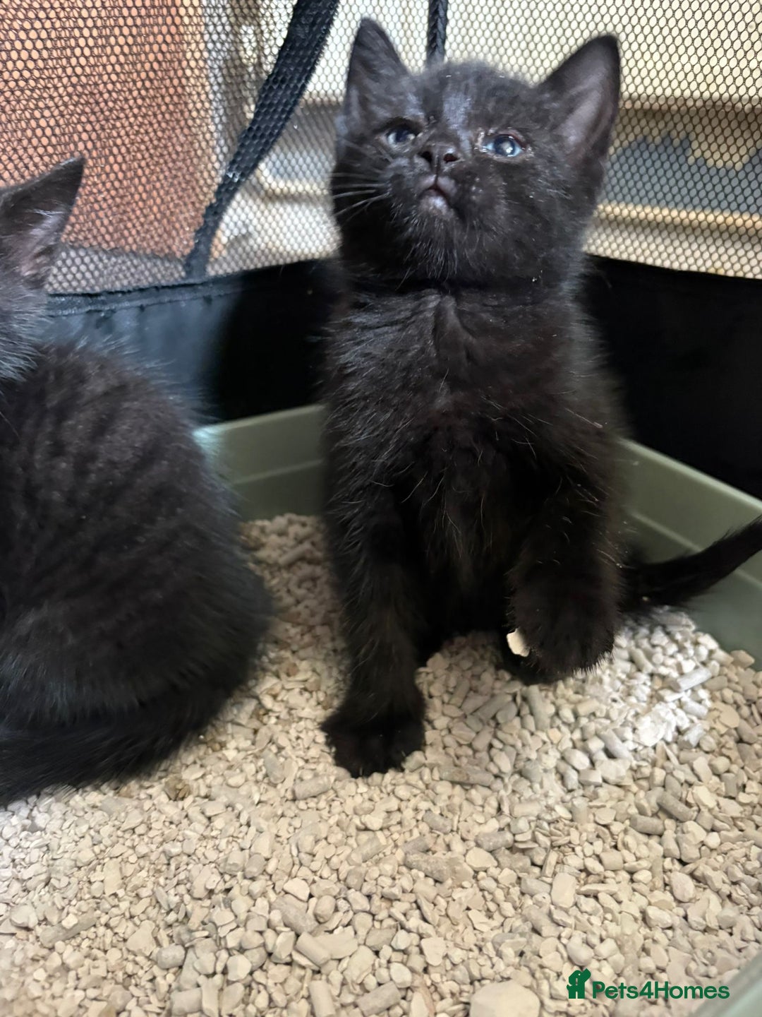 Mixed Breed cats for sale: Beautiful kittens ready for new homes now  - Image 9