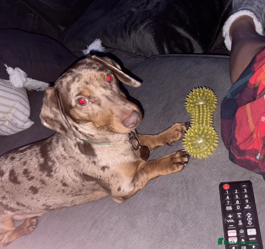 Dachshund dogs for sale: Looking For A Loving Home  in Barnsley - Advert 1