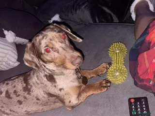 Dachshund dogs Looking For A Loving Home in Barnsley - Advert 1