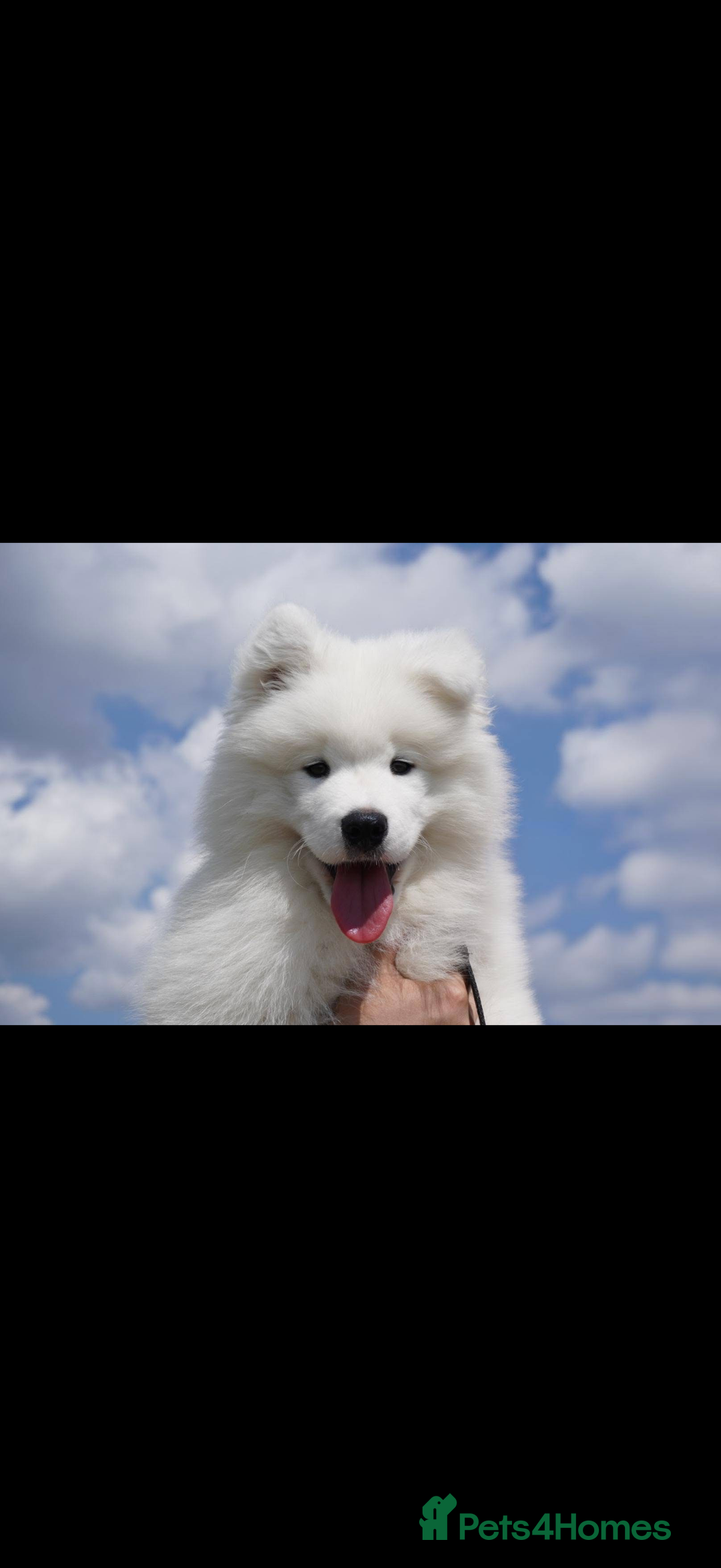 Samoyed dogs for sale: Samoyed puppy - Advert 6