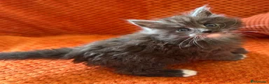 Maine Coon Kitten 5