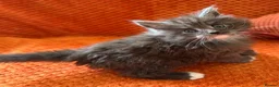 Maine Coon cats for sale: 6 Healthy Newly Born babies - Advert 10