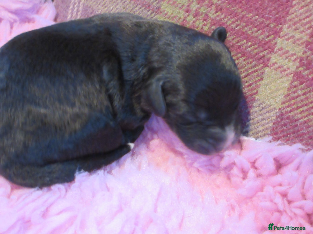 Whippet dogs for sale: KC DNA health tested, show quality Whippets - Advert 7