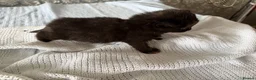 Mixed Breed cats for sale: 4 beautiful kittens for sale  - Advert 21