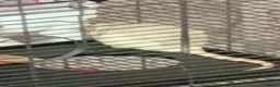 Rat rodents for sale: 3 female baby rats and cage and accessories  - Advert 3