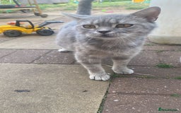 British Shorthair cats for sale: Is very lovely  - Image 3