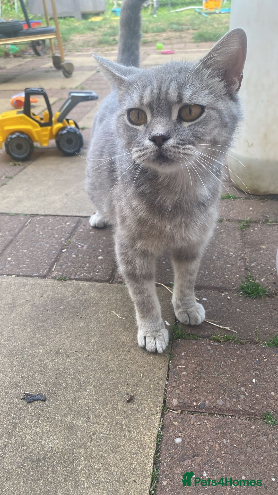 British Shorthair cats for sale: Is very lovely  - Image 3