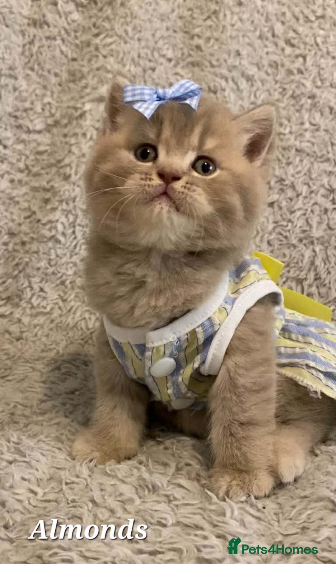 British Shorthair cats for sale: Left 1 boy only (British Shorthair) - Advert 18