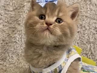 British Shorthair cats Little princess (British Shorthair) - Advert 1
