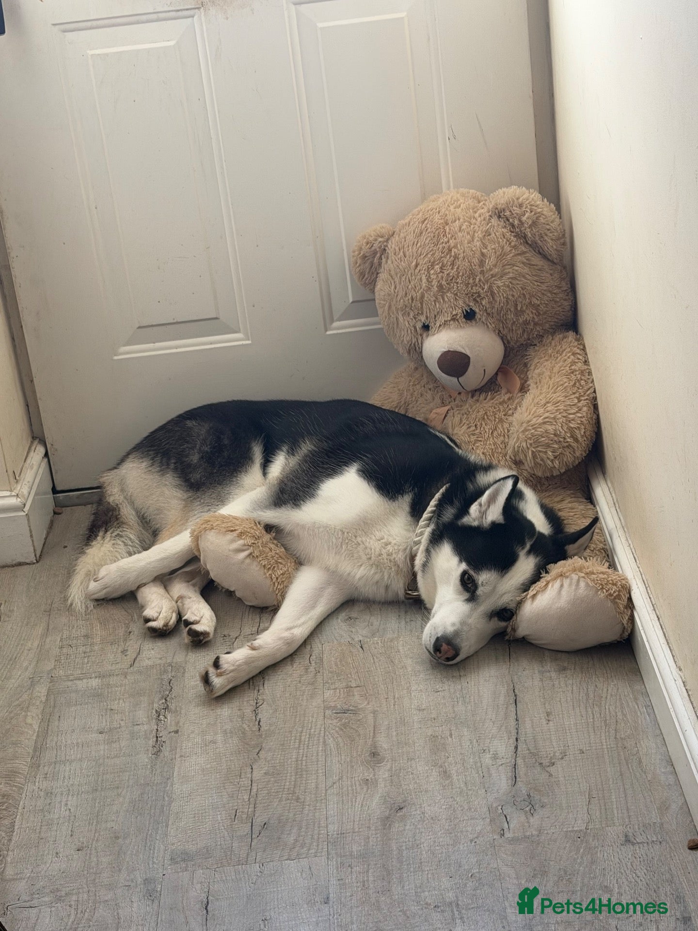 Siberian Husky dogs for sale: 3 year old husky requires new home  - Advert 18
