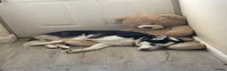 Siberian Husky dogs for sale: 3 year old husky requires new home  in Mansfield - Advert 1