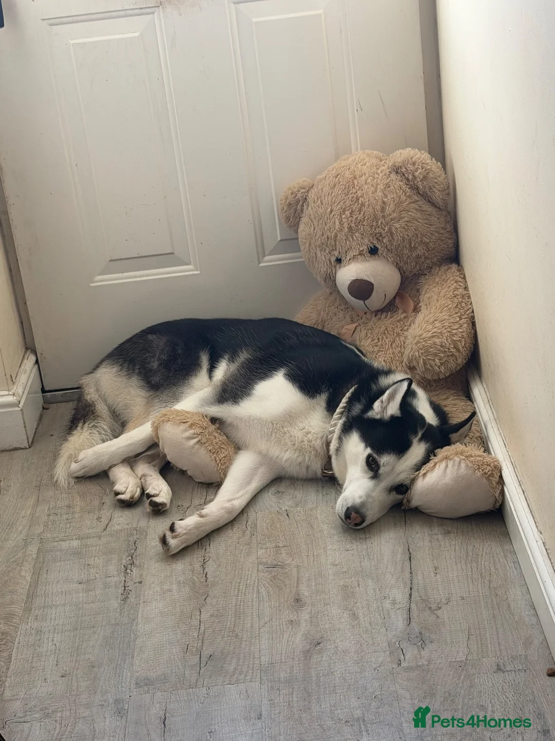 Siberian Husky dogs for sale: 3 year old husky requires new home  in Mansfield - Advert 1