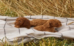 Toy Poodle dogs for sale: 🐩💖 Charming Toy Poodle Puppies for Sale 🐾✨ - Image 3