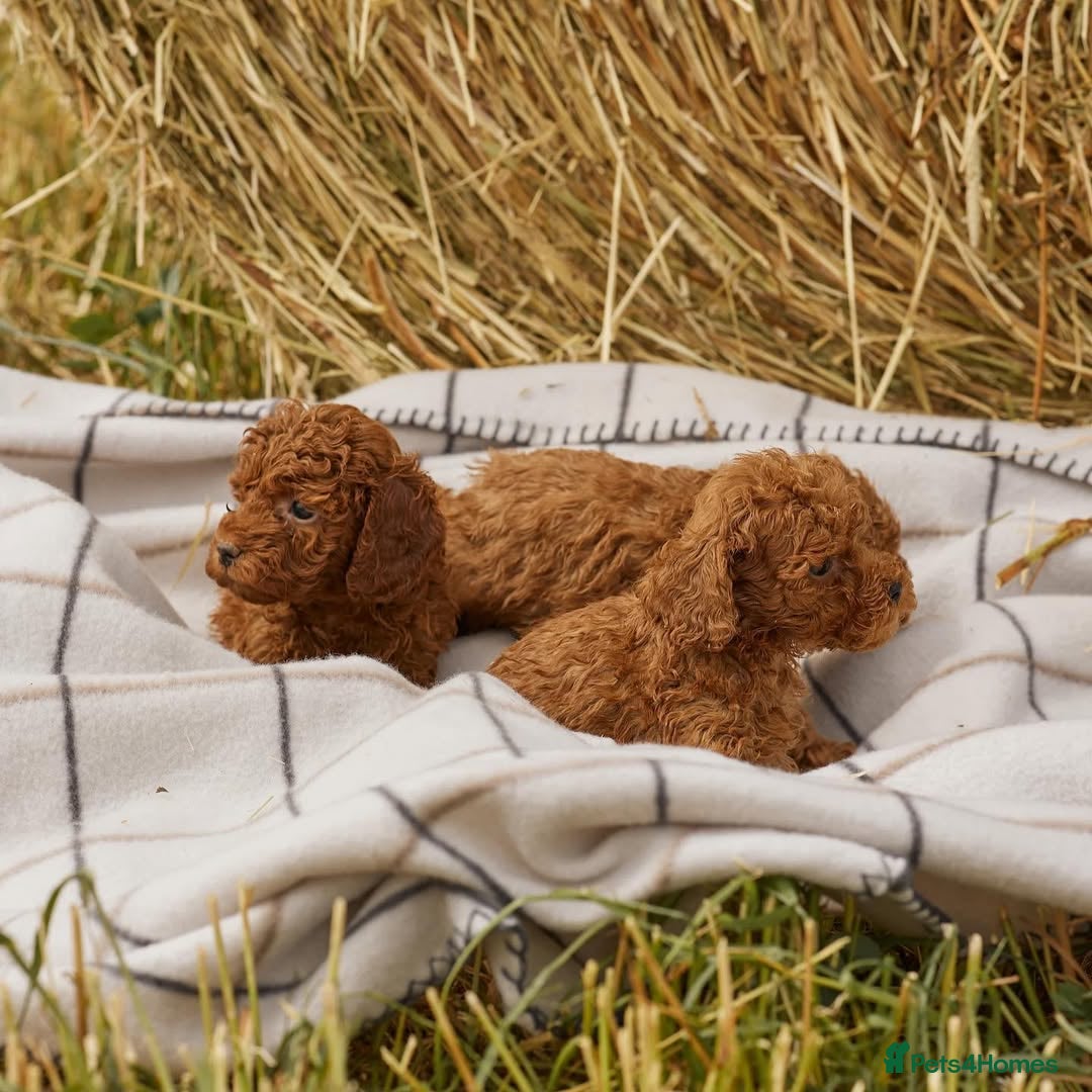 Toy Poodle dogs for sale: 🐩💖 Charming Toy Poodle Puppies for Sale 🐾✨ - Image 3