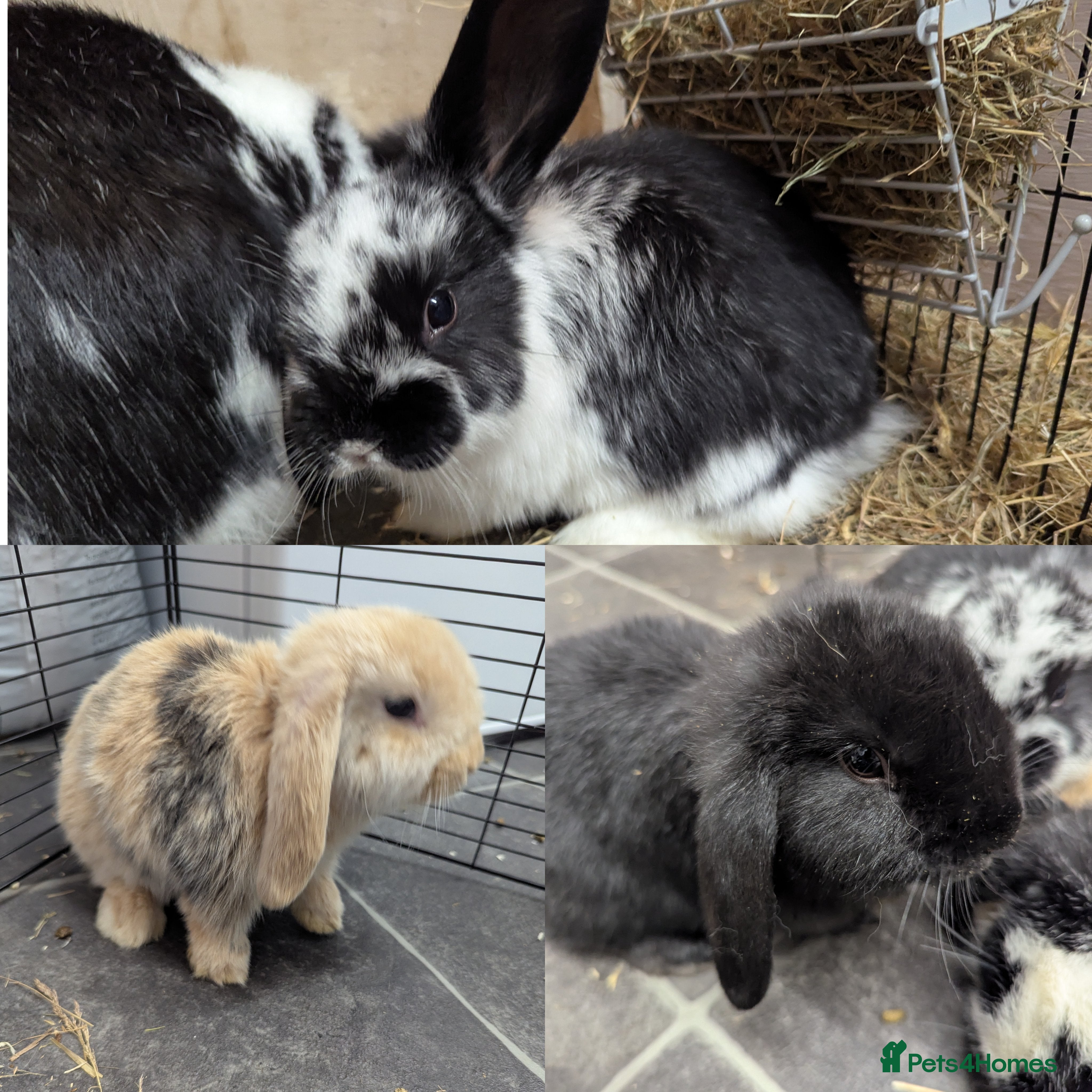 Mini Lop rabbits Mini Lop babies for sale £40 each - Advert 17