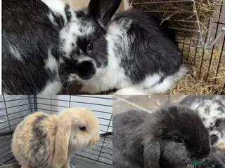 Mini Lop rabbits Mini Lop babies for sale £40 each - Advert 17