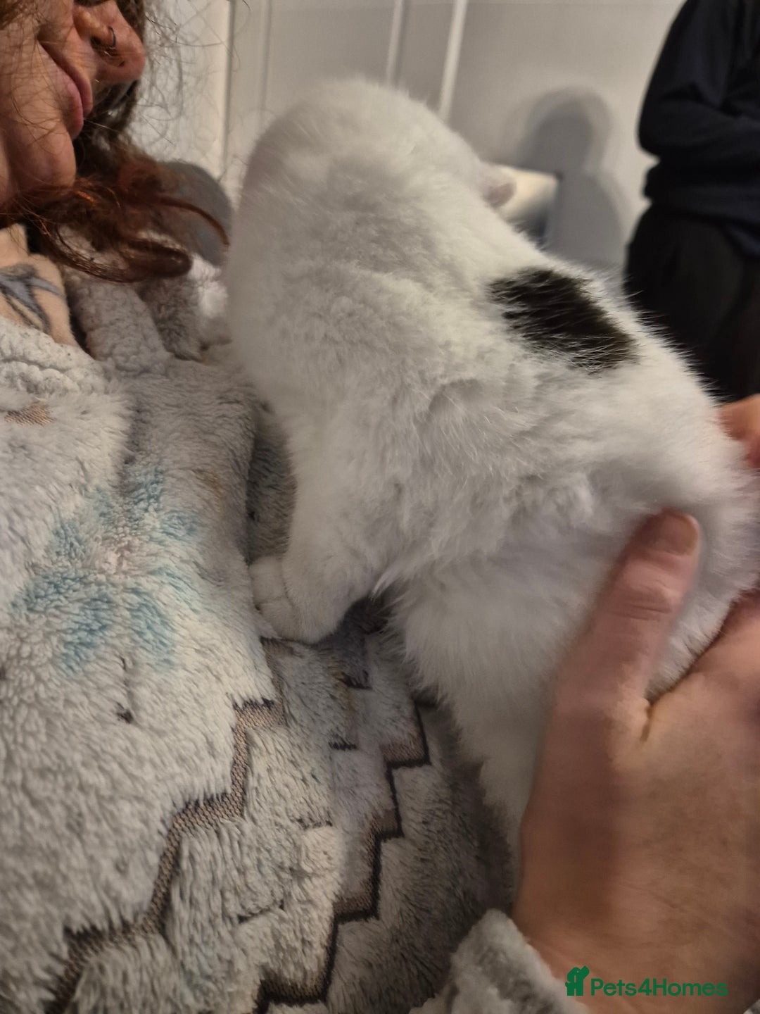 Selkirk Rex cats for sale: Tica reg  pedigree selkirk rex kittens ready now  - Advert 21