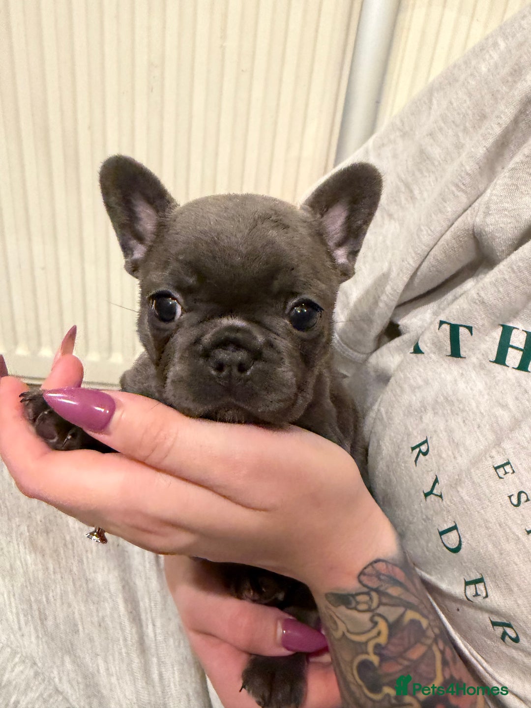 French Bulldog dogs for sale: Beautiful French bulldog puppies 🐶  - Advert 19