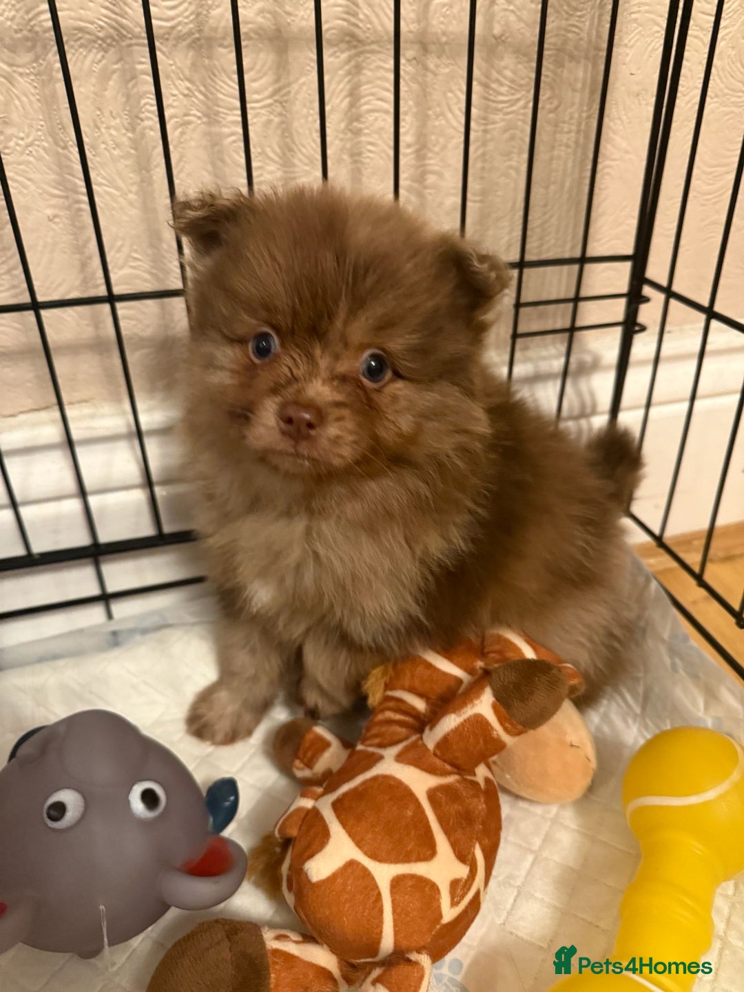 Pomeranian dogs for sale: Pom Puppies - Advert 23