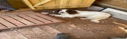 English Springer Spaniel dogs for sale: English springer spaniel puppies for sale in Derby - Advert 4