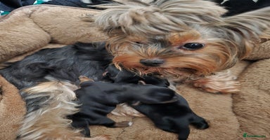 Yorkshire Terrier dogs Mini Yorkshier Terrier - Advert 2