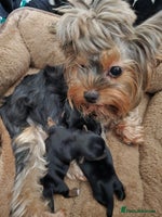 Yorkshire Terrier dogs Mini Yorkshier Terrier - Advert 2