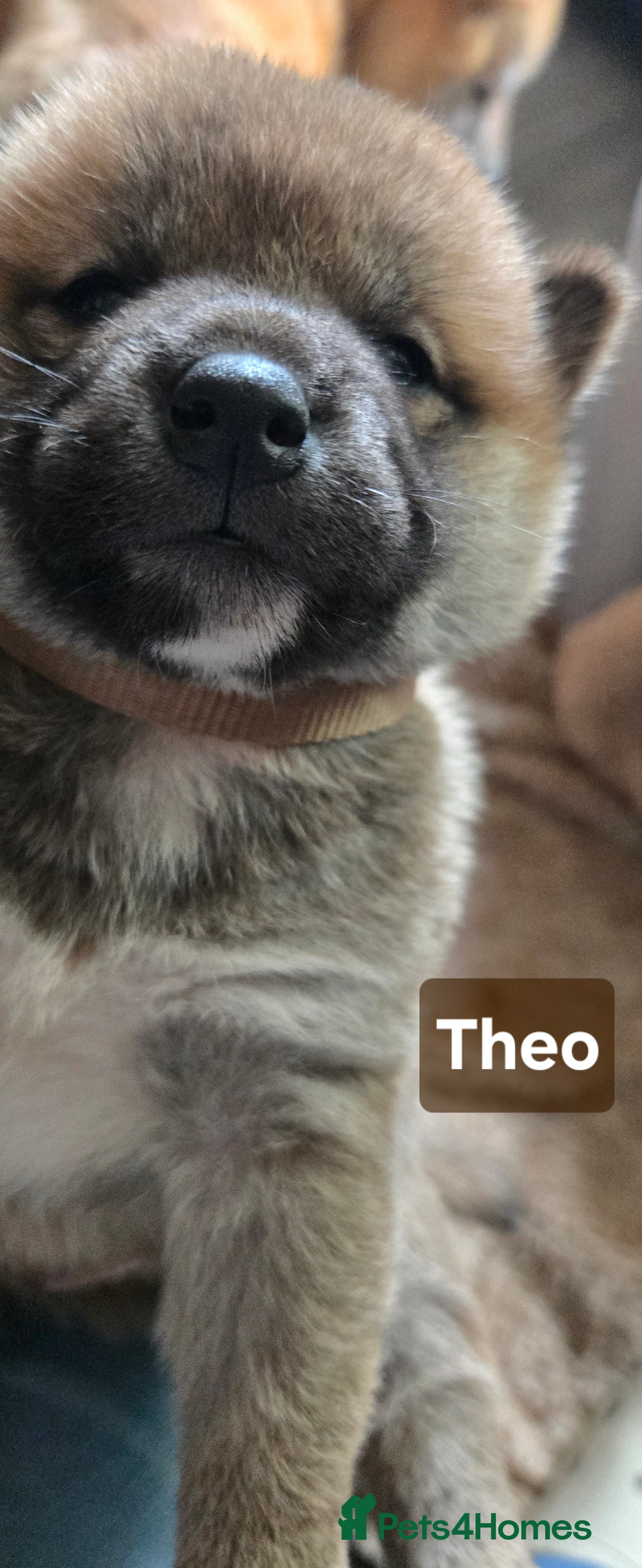 Japanese Shiba Inu dogs Foxy little shibas - Advert 2