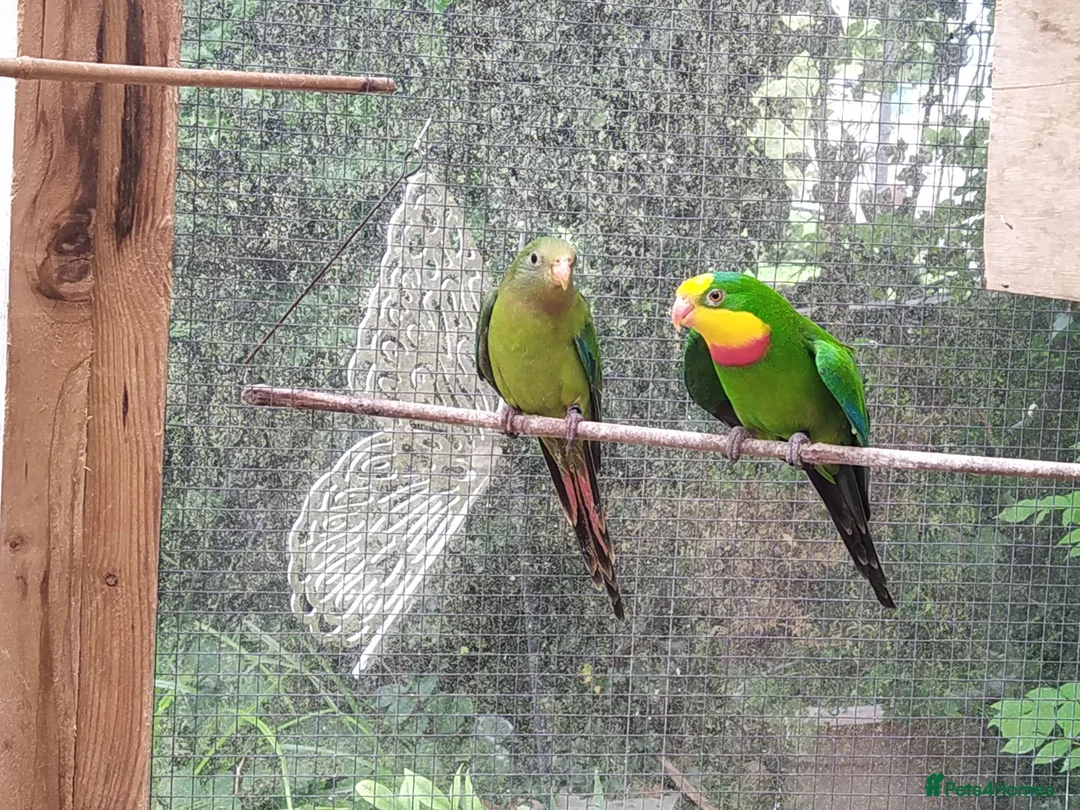 Cockatiels birds for sale: DNA breeding pairs barraband Bourke cockatiels - Advert 15