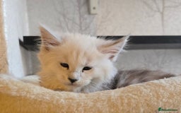 Maine Coon cats for sale: RARE Maine Coon Kittens Black Shaded  - Image 21