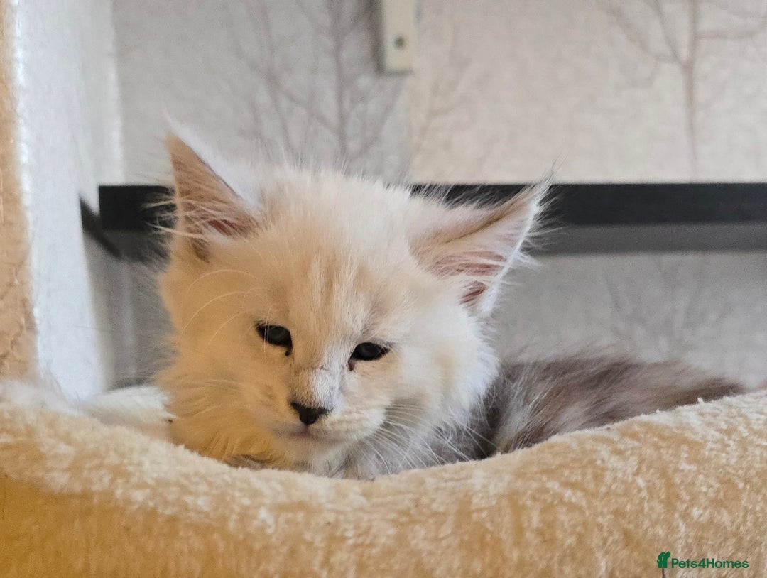 Maine Coon cats for sale: RARE Maine Coon Kittens Black Shaded  - Image 21