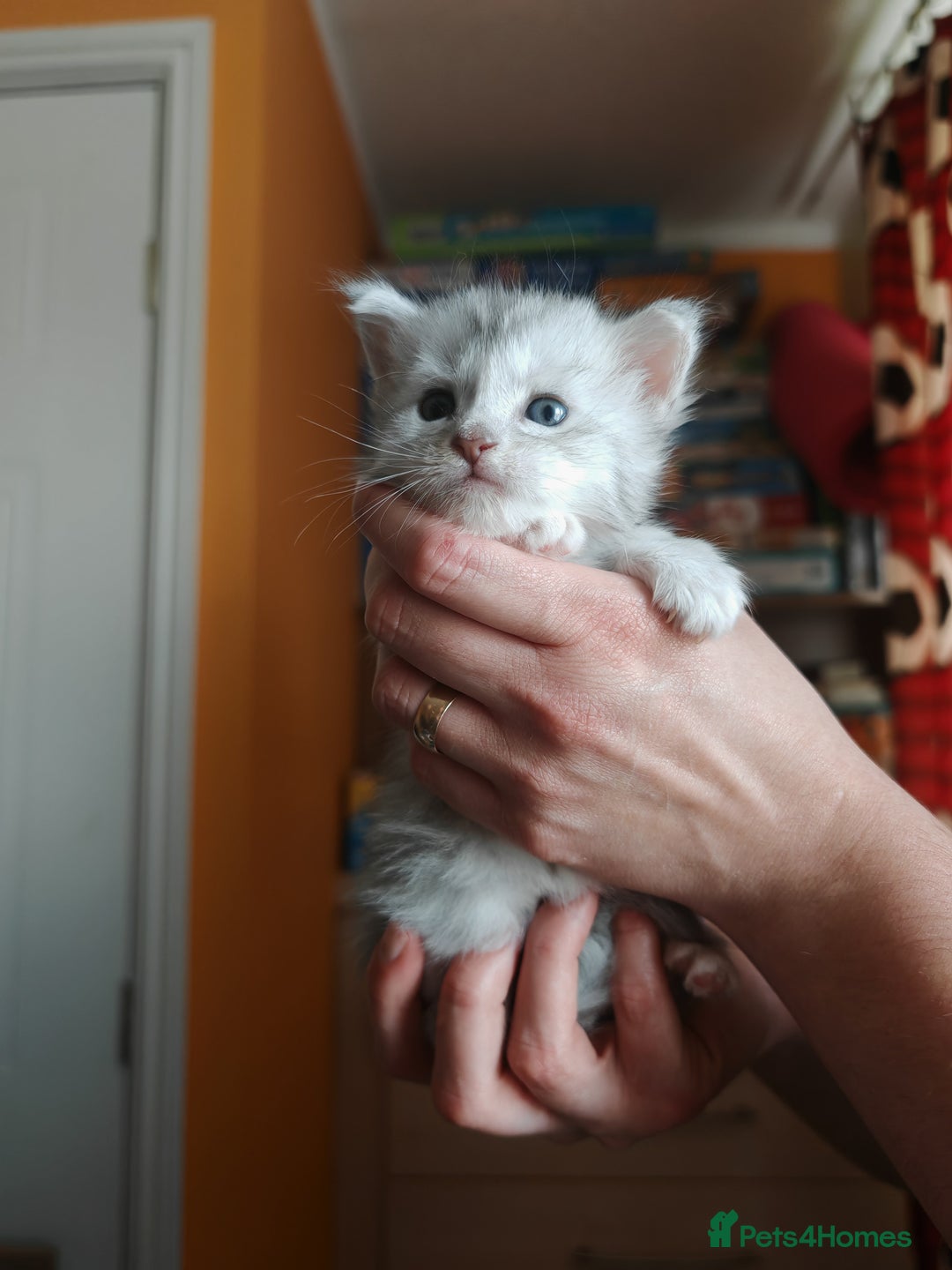 Maine Coon cats for sale: Shaded and Shell Maine Coon kittens - Image 16