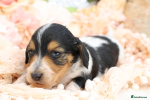 Miniature Dachshund dogs KC Longhair Miniature Dachshund Puppies - Advert 16