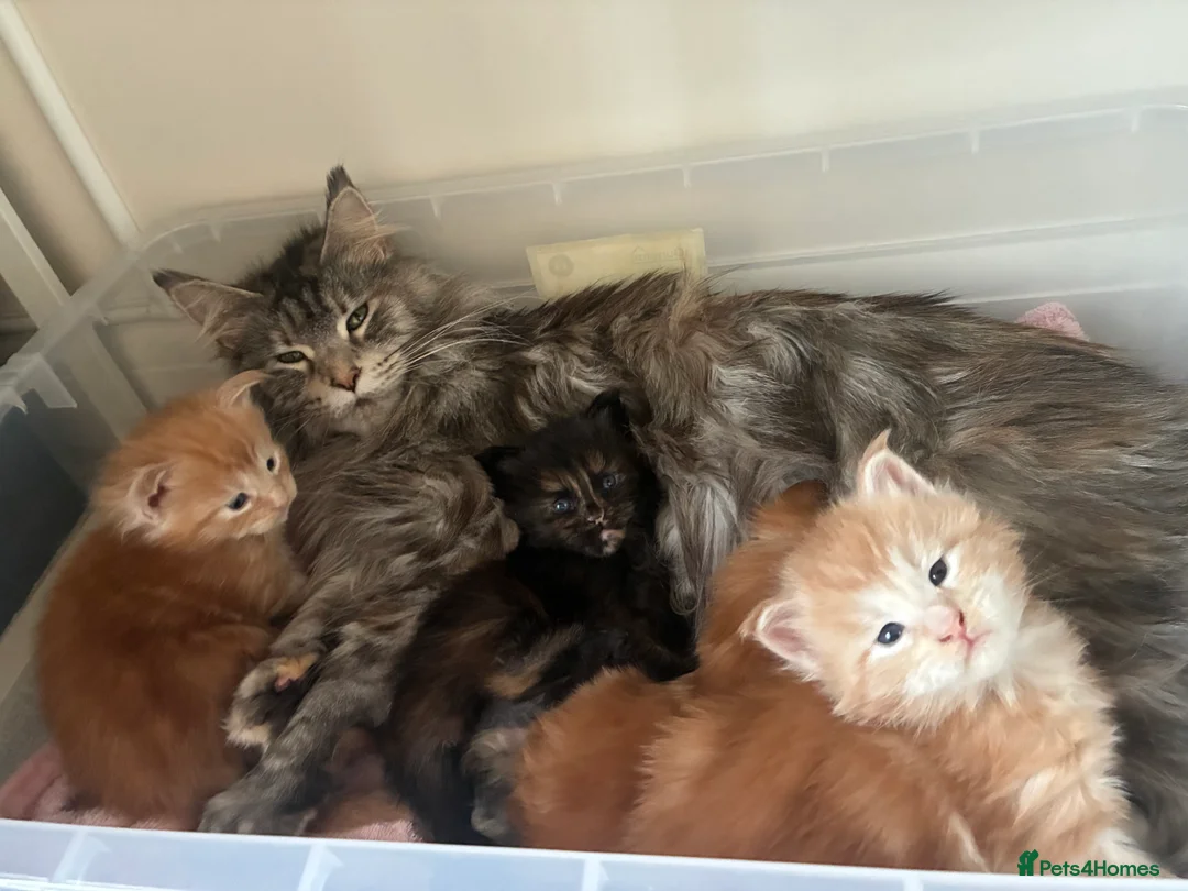 Maine Coon cats for sale: Maine Coon kittens - Advert 4